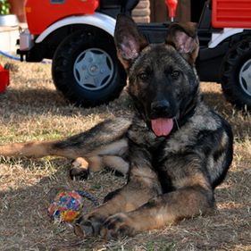 Residencia y Adiestramiento Canino Can Brutus perro acostado