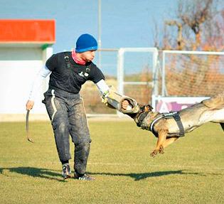 Residencia y Adiestramiento Canino Can Brutus persona entrenando perro